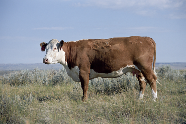 Nanoparticles in Bovine Viral Disease Control: Hype or Future Reality?
