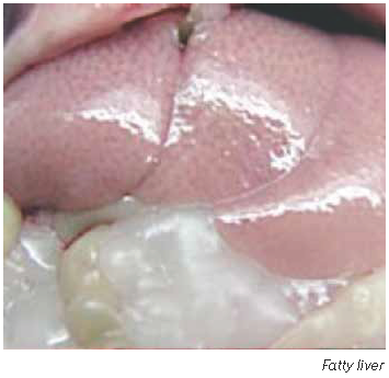 Fatty Liver Disease in Transition Dairy Cows: From Metabolic Stress to Clinical Management