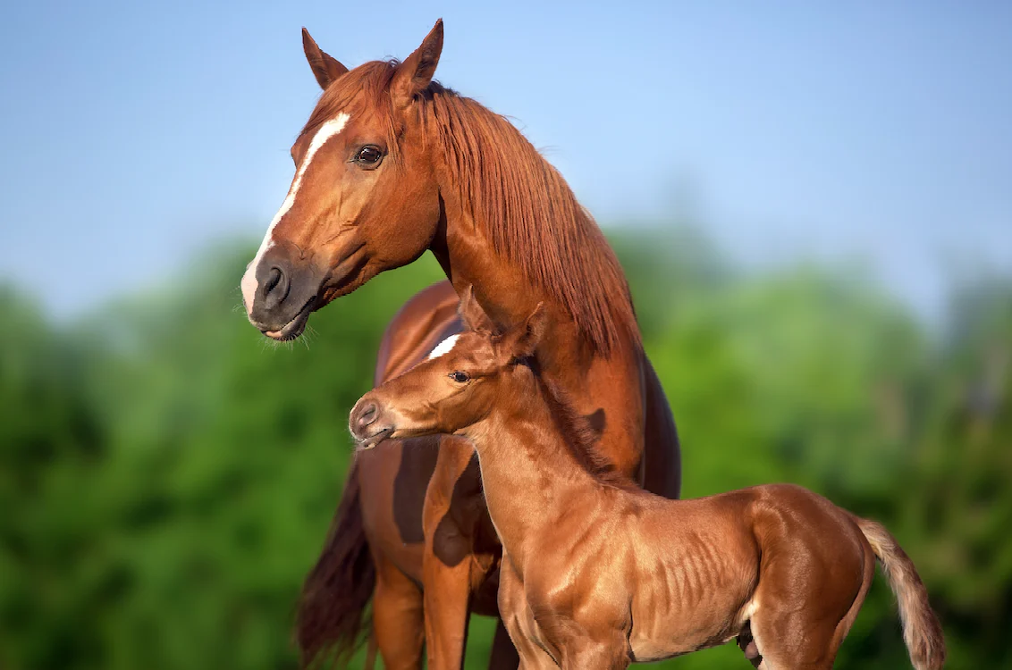 Melatonin Around Foaling: Maternal–Foetal Endocrine Adaptation and Its Clinical Significance in Horses