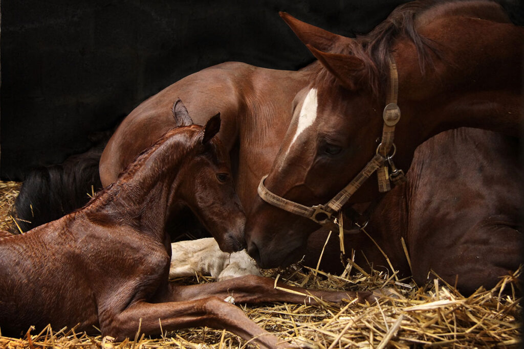 Melatonin, Photoperiod and Reproductive Physiology in the Mare and Foal: Clinical Insights for Breeding Management