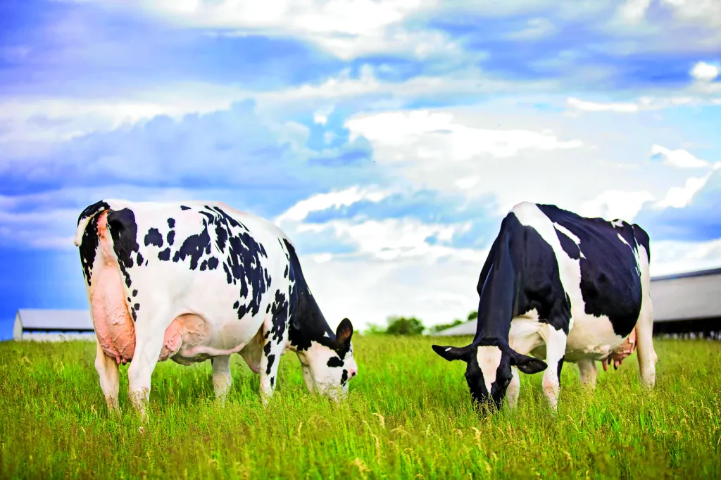 Beyond Pain Relief: Role of NSAIDs in Reducing Early Embryonic Loss and Improving Fertility in Dairy Cattle