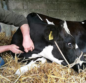 Novel Metabolite Biomarkers for Early Detection of Fatty Liver Disease in Dairy Cows