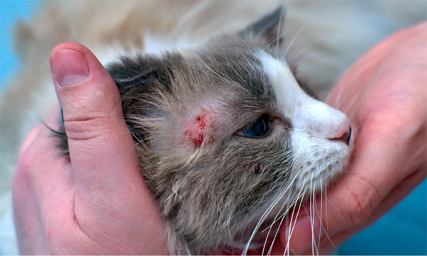 A Clinical Case of Feline Dermatophytosis Managed with Combined Antifungal Therapy