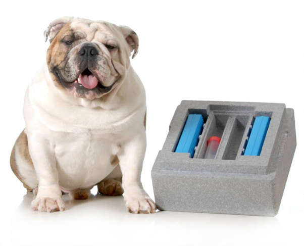 Semen Evaluation in Dogs: Techniques, Interpretation, and Limitations in Clinical Practice