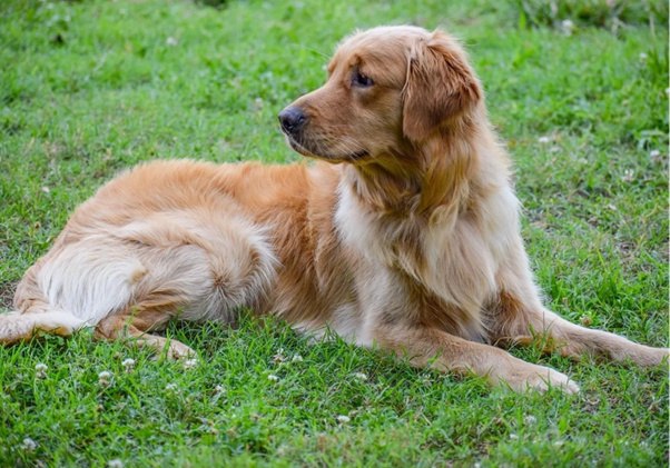 From Structure to Function: Understanding Canine Sperm Anatomy and Its Clinical Implications