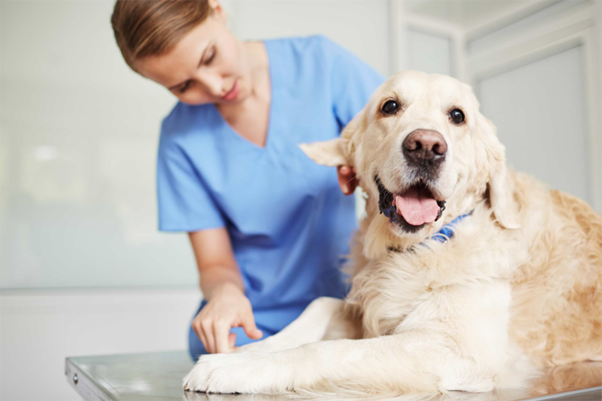 Cracking the Code: Practical Challenges and Solutions in Canine Sperm Morphology Evaluation