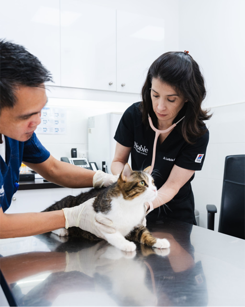 Feline Dermatophytosis: Clinical Features and Diagnostic Approach