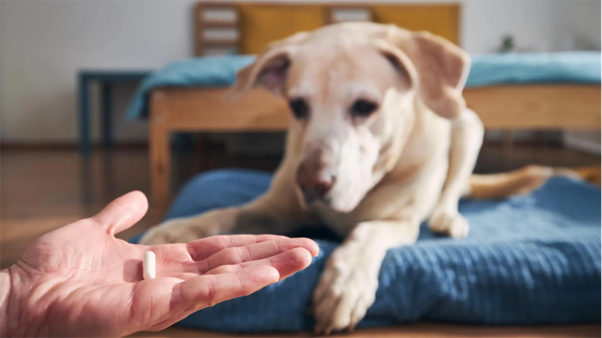 Isoxazolines in Dogs and Cats: Neurological Safety Considerations