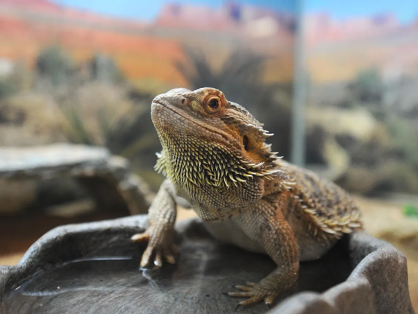 Reptiles as Silent Reservoirs of Salmonella: What Every Veterinarian Should Know