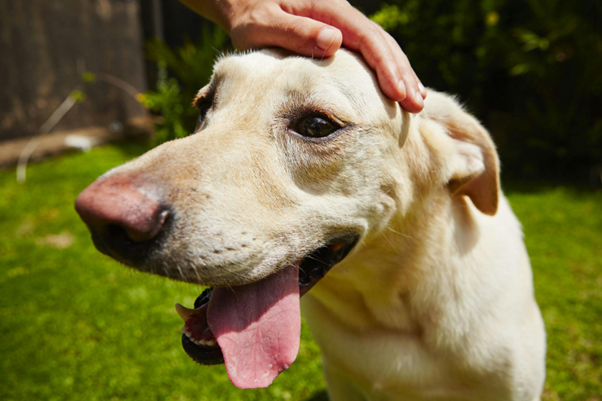 Not Just the Heat: Identifying High-Risk Dogs Before Heat Stroke Strikes