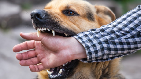 Rabies Post-Exposure Prophylaxis in India: Clinical Strengths and Ground-Level Challenges