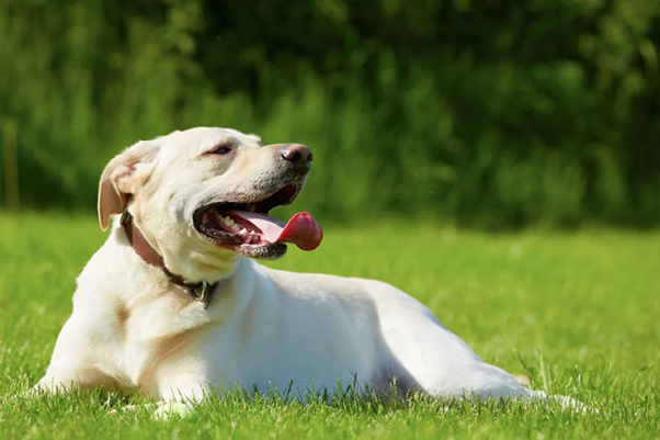 Identifying Risk Factors in Canine Heat-Related Illness: A Clinical Perspective