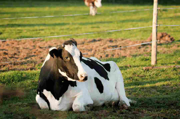 Downer Cow Syndrome and Postpartum Metabolic Disease in Dairy Cattle—Practical Field Approach