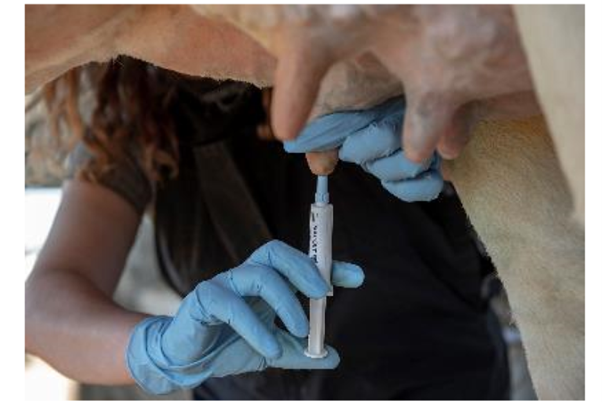Innovations in Mastitis Control: Alternatives to Antibiotics in Dairy Practice
