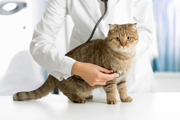 Urinary Biomarkers in Feline CKD:  Interpreting Glomerular and Tubular Injury in Clinical Practice