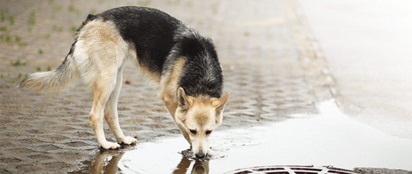 Clinical Presentation and Multi-Organ Involvement in Canine Leptospirosis