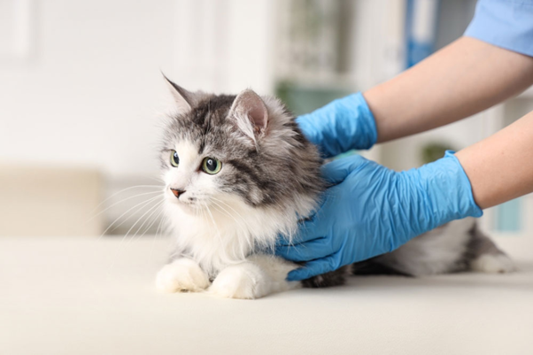 Fibrosis and Metabolic Dysregulation in Feline CKD:  Understanding the Hidden Progression Pathways