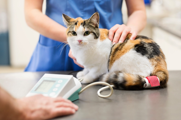 Understanding Post-Obstructive Diuresis in Cats with Urethral Obstruction: Pathophysiology and Clinical Significance