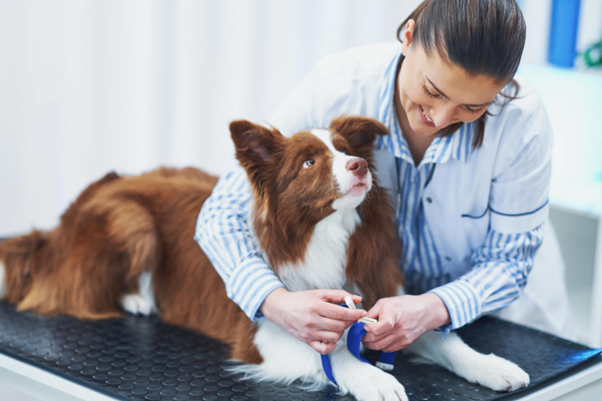Canine Leptospirosis as a Sentinel Disease: Why It Matters Beyond Veterinary Medicine