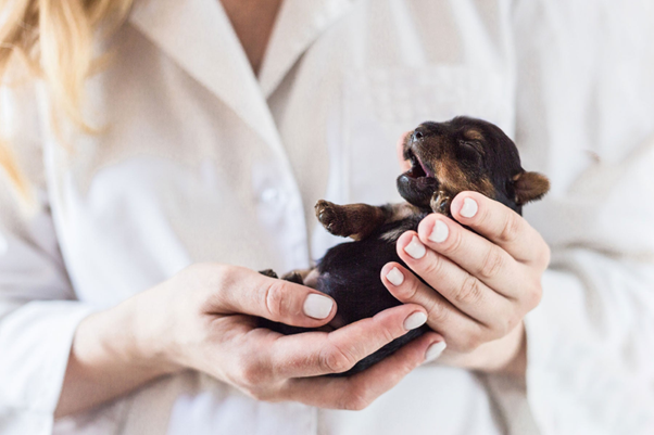 Neonatal Transition at Birth: Understanding the Physiology Behind Resuscitation in Puppies and Kittens
