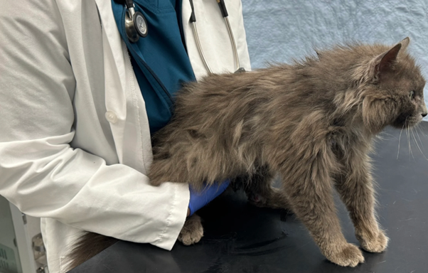 Clinical Management of Cats After Relief of Urethral Obstruction: Monitoring and Treatment of Post-Obstructive Diuresis