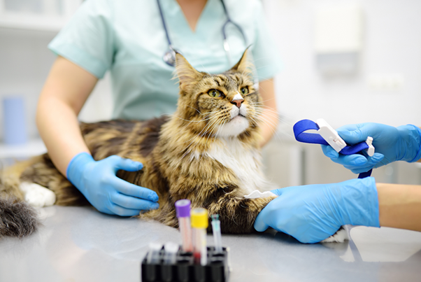 Toxoplasma gondii in Veterinary Practice: Life Cycle, Transmission Dynamics, and Field-Level Risk Points