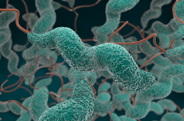 Fluoroquinolone Resistance in Campylobacter:  A Growing Veterinary and Public Health Challenge