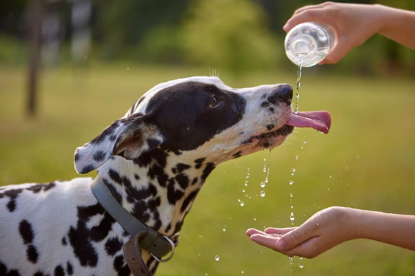 Beyond the Heat: Understanding Triggers and Epidemiology of Canine Heat-Related Illness