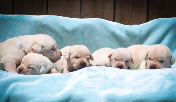From Observation to Action: Using Birthweight to Identify High-Risk Puppies Early