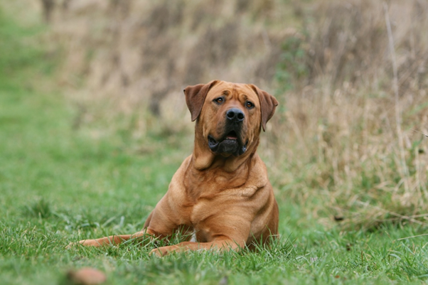 Canine BPH in Clinical Practice: What Every Veterinarian Should Know