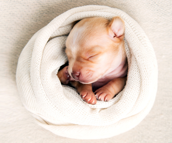 Why Low-Birthweight Puppies Fail: Understanding the Metabolic Risks Behind Early Neonatal Mortality