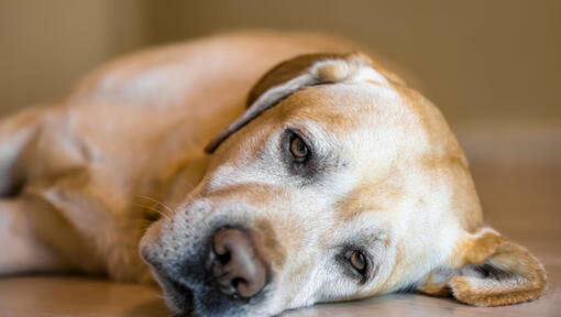 From Subtle Signs to Surgical Table: A Practical Clinical Approach to Canine Pyometra