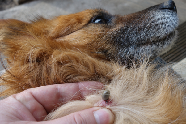 Tick-Borne Diseases in Dogs: The Hidden Burden Behind “Healthy” Patients