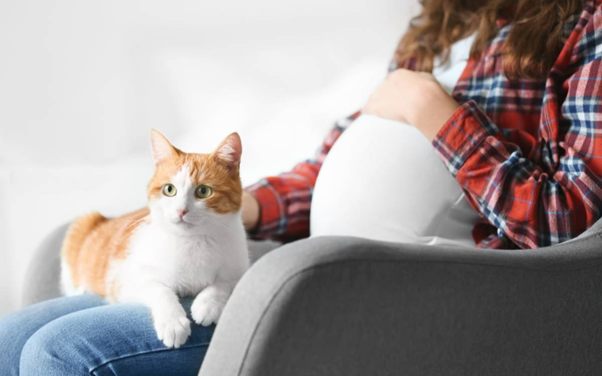 Toxoplasmosis in Pregnancy: A Practical Veterinary Guide to Zoonotic Risk and Prevention