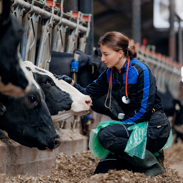 Why Animal Handlers Are the Most Vulnerable to Brucellosis:  A Field-Level Perspective