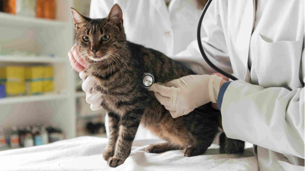 Breaking the Silent Cycle:  Why Feline Toxoplasmosis Diagnosis Matters More Than You Think
