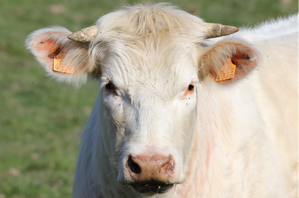 Brucellosis in India: A Silent Occupational Threat in Veterinary Practice