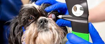 Eye Diseases in Cats and Dogs: Key Insights and Practical Tips for Veterinarians