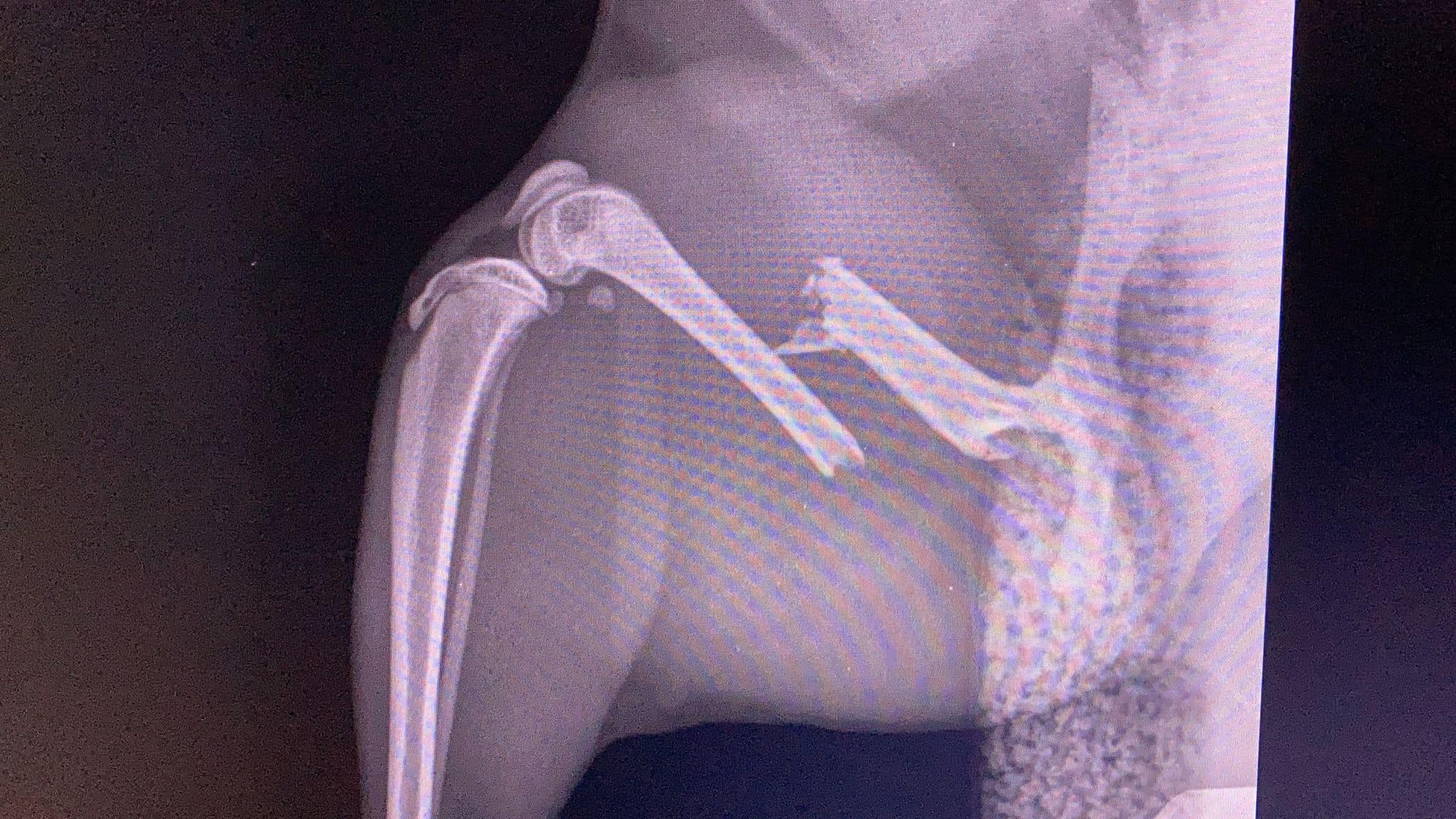 Femur Fractures in Cats: A Practical Approach to Treatment Decision-Making