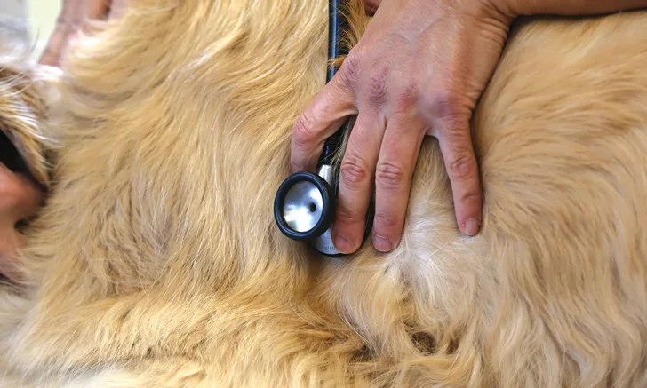 Role of General Examination and Vital Parameters in Identifying Cardiorespiratory Disease in Small Animals