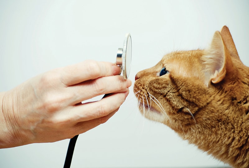 Airway Sampling and Microbiologic Diagnosis in Canine and Feline Bacterial Pneumonia