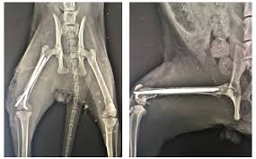 Top 5 Pitfalls in Feline Femoral Fracture Management