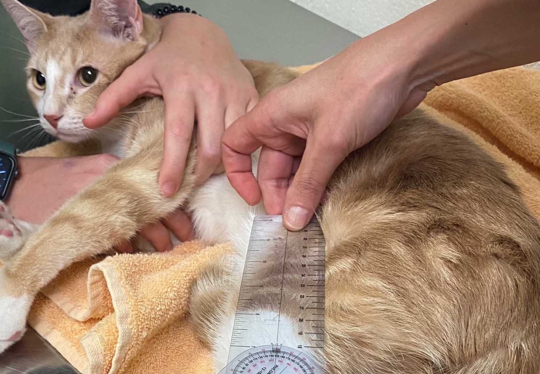 Feline OA is Real - How to Diagnose It Without Radiographs - Vetnet ...